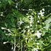 Millingtonia Hortensis "Tree Jasmine شجرة الياسمين or Indian Cork Tree" - Greensouq - 