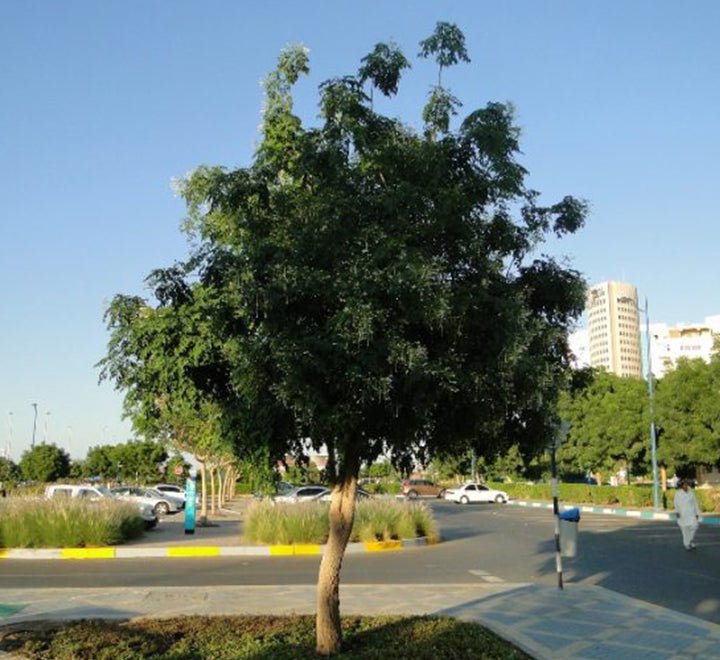 Millingtonia Hortensis "Tree Jasmine شجرة الياسمين or Indian Cork Tree" - Greensouq - 