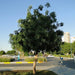 Millingtonia Hortensis "Tree Jasmine شجرة الياسمين or Indian Cork Tree" - Greensouq - 