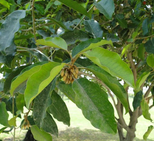 Mimusops Elengi or Spanish Cherry Tree - Greensouq - 