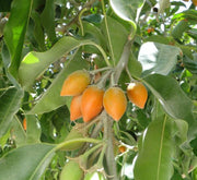 Mimusops Elengi or Spanish Cherry Tree - Greensouq - 