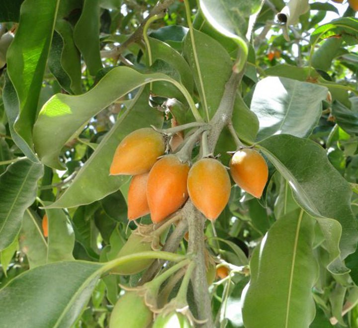 Mimusops Elengi or Spanish Cherry Tree - Greensouq - 
