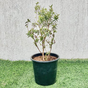 Minature Guava 40 - 60 Height - Greensouq - 
