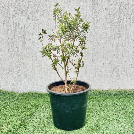 Minature Guava 40 - 60 Height - Greensouq - 