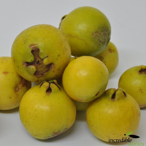 Minature Guava 40 - 60 Height - Greensouq - 