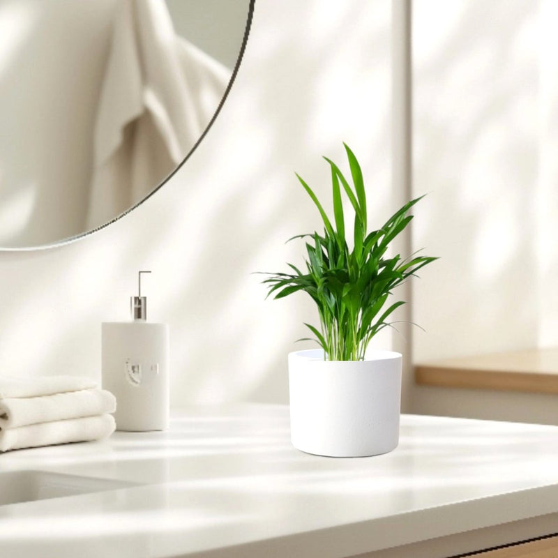 Mini Areca Palm 30 - 40cm - Greensouq - 