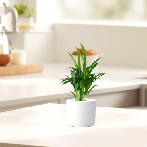 Mini Areca Palm 30 - 40cm - Greensouq - 