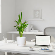 Mini Areca Palm 30 - 40cm in Ceramic Pot - Greensouq - 