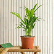Mini Areca Palm (30 - 40cm) | UAE Top Plants! - Greensouq - 
