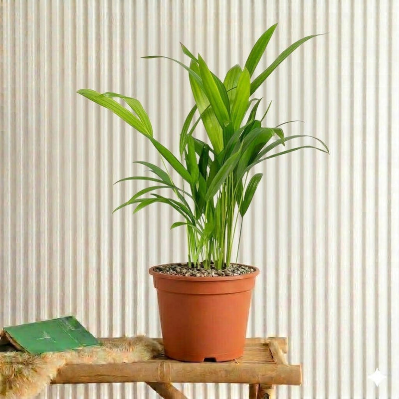 Mini Areca Palm (30 - 40cm) | UAE Top Plants! - Greensouq - 