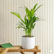 Mini Areca Palm (30 - 40cm) | UAE Top Plants! - Greensouq - 