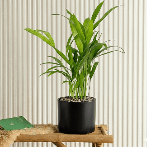 Mini Areca Palm (30 - 40cm) | UAE Top Plants! - Greensouq - 