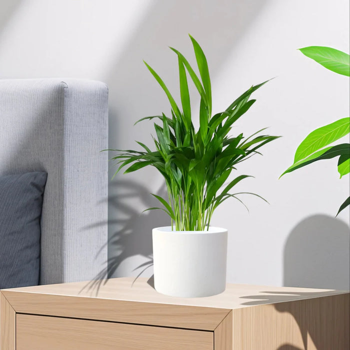 mini areca palm greensouq 2025