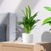 mini areca palm greensouq 2025
