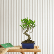 Mini Bonsai Mixed with Bowl (40 - 50cm) | Dubai's Compact Bonsai Arrangement! - Greensouq - 