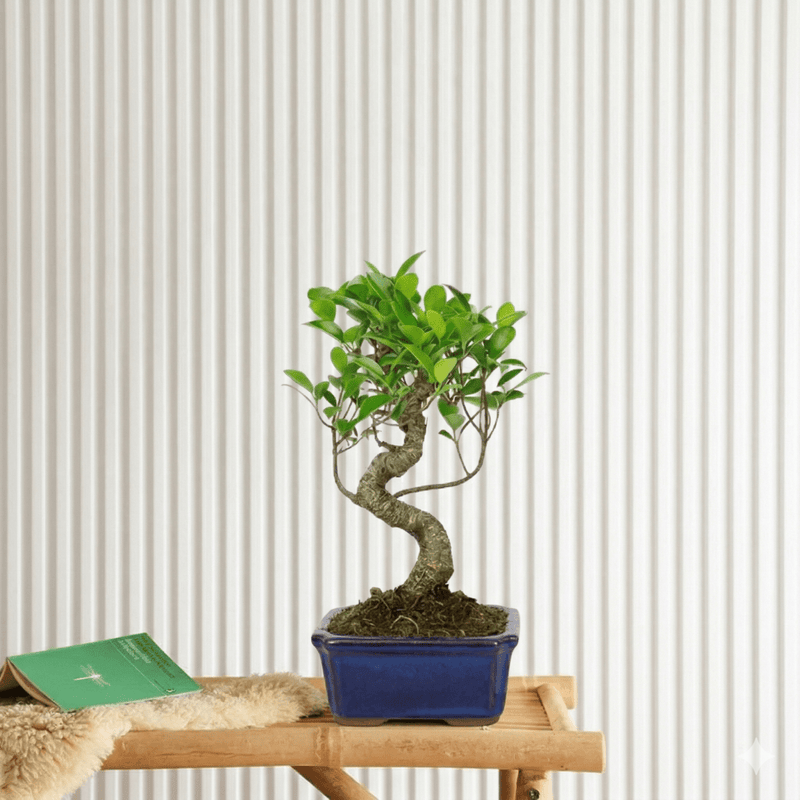 Mini Bonsai Mixed with Bowl (40 - 50cm) | Dubai's Compact Bonsai Arrangement! - Greensouq - 