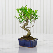 Mini Bonsai Mixed with Bowl (40 - 50cm) | Dubai's Compact Bonsai Arrangement! - Greensouq - 