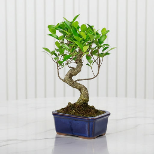 Mini Bonsai Mixed with Bowl (40 - 50cm) | Dubai's Compact Bonsai Arrangement! - Greensouq - 