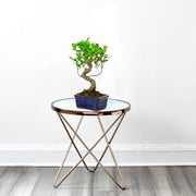 Mini Bonsai Mixed with Bowl (40 - 50cm) | Dubai's Compact Bonsai Arrangement! - Greensouq - 