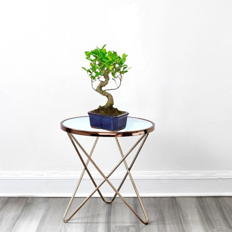 Mini Bonsai Mixed with Bowl (40 - 50cm) | Dubai's Compact Bonsai Arrangement! - Greensouq - 
