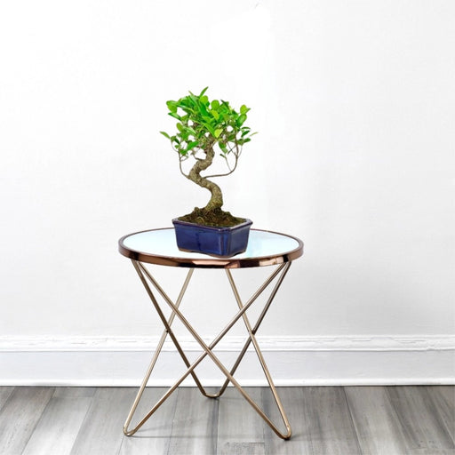 Mini Bonsai Mixed with Bowl (40 - 50cm) | Dubai's Compact Bonsai Arrangement! - Greensouq - 