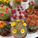 Mini Cactus Garden Lovers Gift in White Ceramic pot | Mini Succulent Oasis - Greensouq - 
