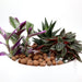 Mini Evergreen Garden | Lovers Gift | Nanouk, Peperomia & Haworthia - Greensouq - 