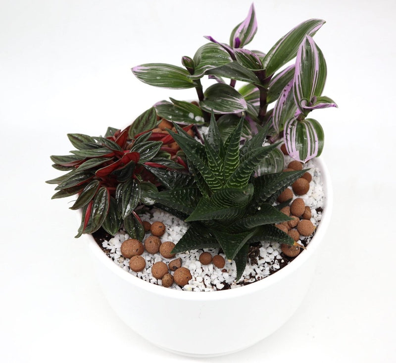 Mini Evergreen Garden | Lovers Gift | Nanouk, Peperomia & Haworthia - Greensouq - 