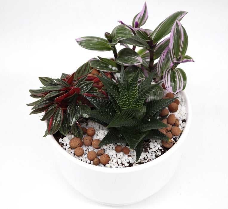 Mini Evergreen Garden | Lovers Gift | Nanouk, Peperomia & Haworthia - Greensouq - 