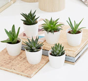 Mini succulents Haworthia 4 - 6cm per piece - Greensouq - 