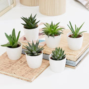 Mini succulents Haworthia 4 - 6cm per piece - Greensouq - 