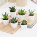 Mini succulents Haworthia 4 - 6cm per piece - Greensouq - 