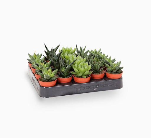 Mini succulents Haworthia in Transparent pot "Terrarium" - Greensouq - 