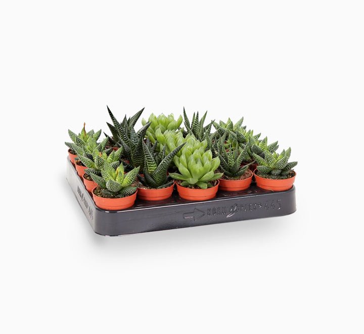 Mini succulents Haworthia in Transparent pot "Terrarium" - Greensouq - 