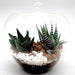 Mini succulents Haworthia in Transparent pot "Terrarium" - Greensouq - 