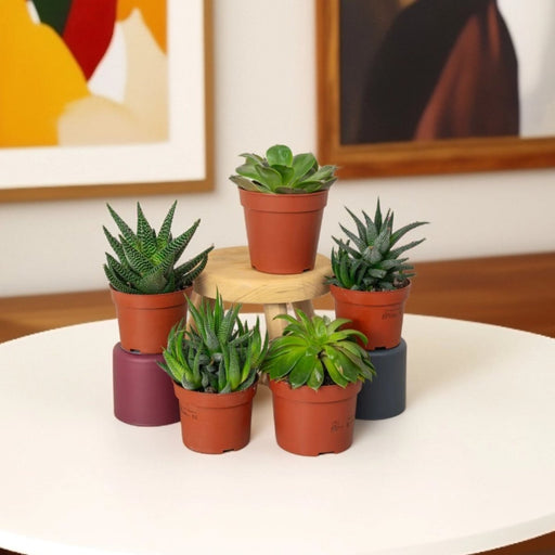 Mini succulents "Mix" - Greensouq - 