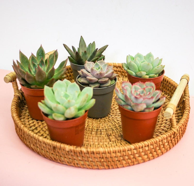 Mini succulents "Mix" Per Piece - Greensouq - 