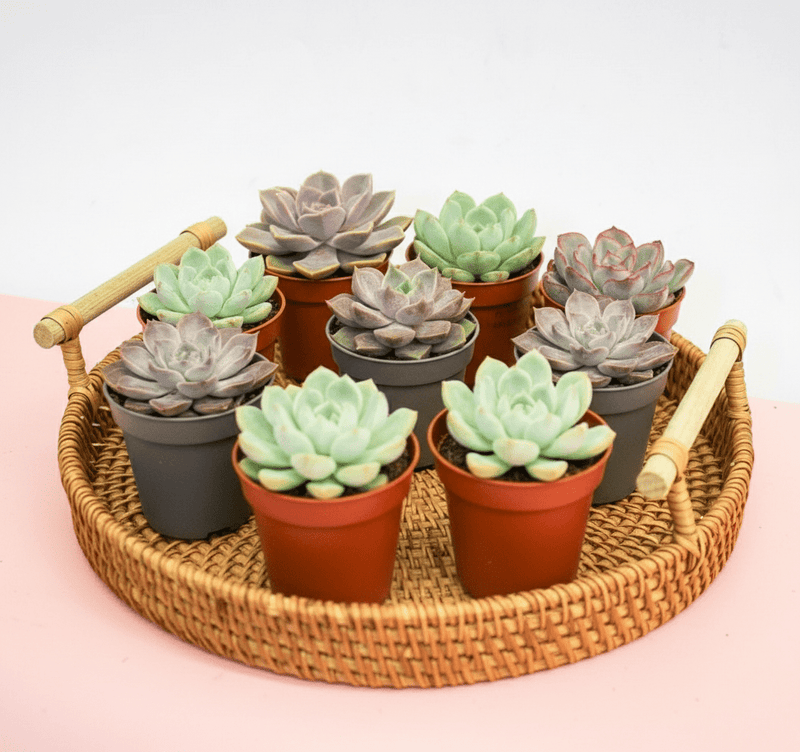 succulent plants dubai Mini succulents "Mix"