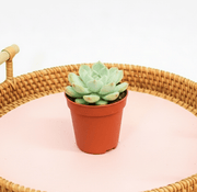 Mini succulents "Mix" Per Piece - Greensouq - 