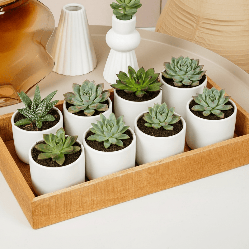 Mini succulents "Mix" Per Piece - Greensouq - 
