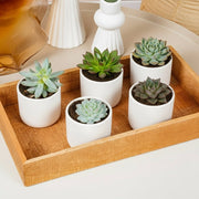 Mini succulents "Mix" Per Piece - Greensouq - 