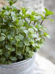 Mint Agrimax Seeds - Greensouq - 