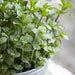 Mint Agrimax Seeds - Greensouq - 