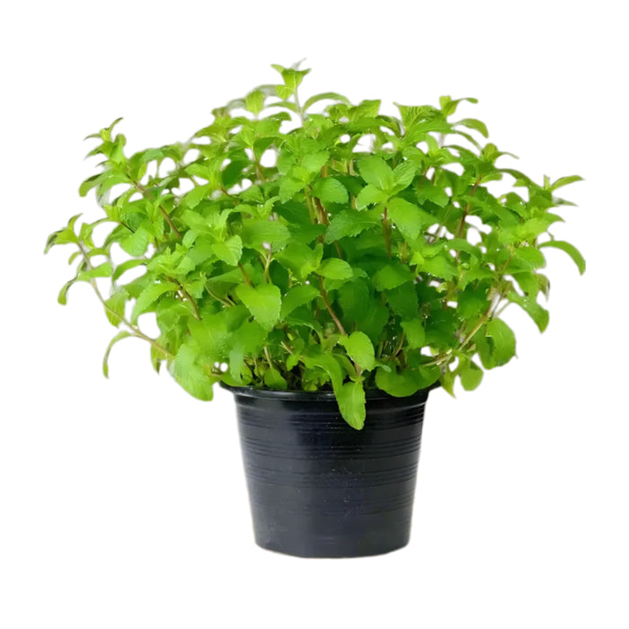 Mint Plant or Mentha