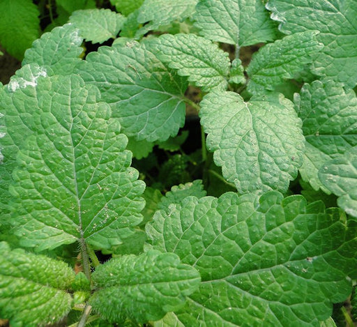 Mint Plant or Mentha - Greensouq - 