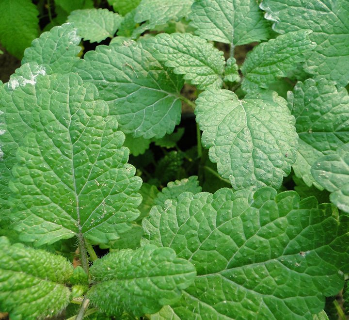 Mint Plant or Mentha - Greensouq - 