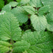 Mint Plant or Mentha - Greensouq - 