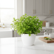 Mint Plant or Mentha - Greensouq - 