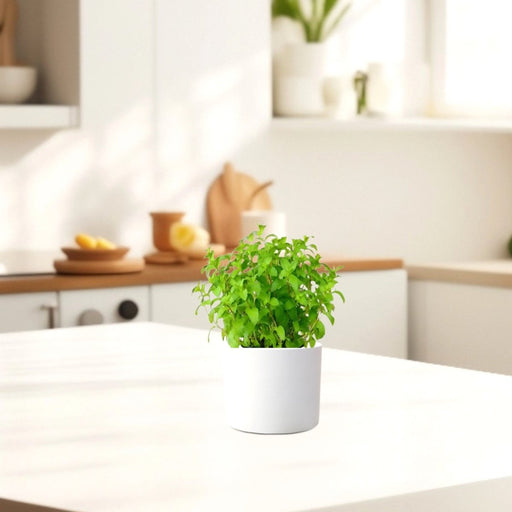 Mint Plant or Mentha - Greensouq - 