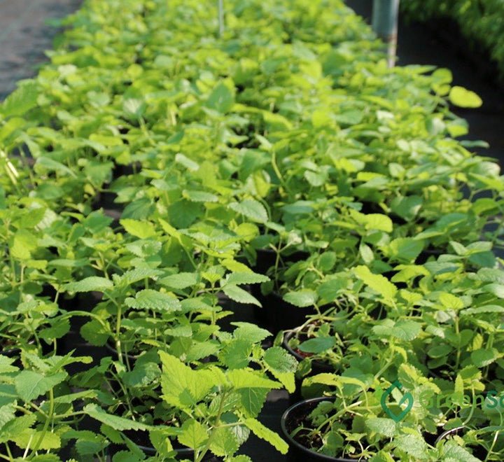 Mint Plant or Mentha - Greensouq - 